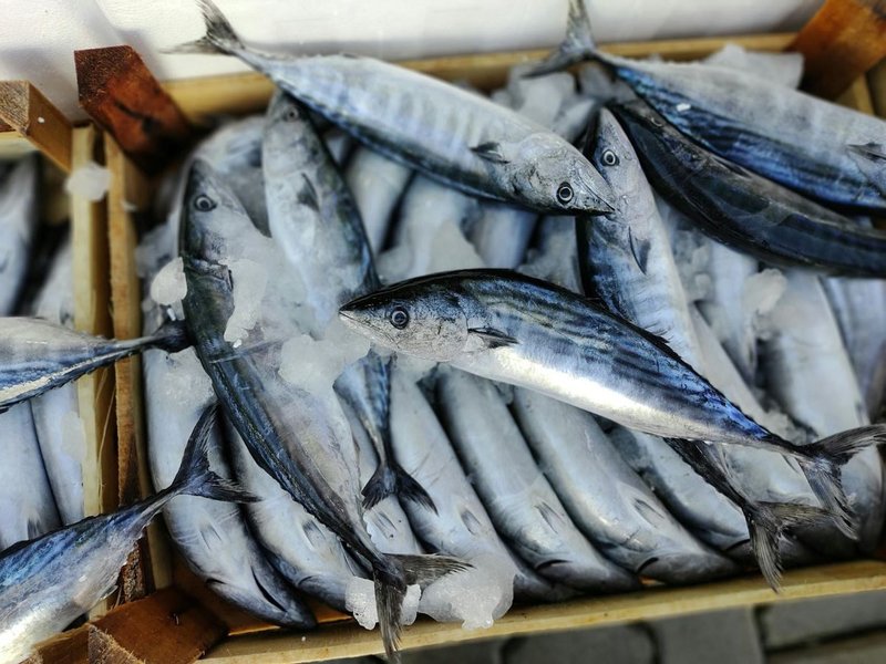 Bonito